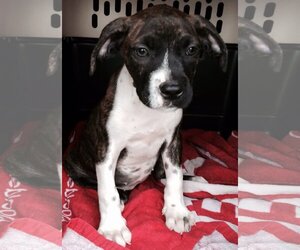 Ellie - Female Boxador Dog for Adoption - Photo #5