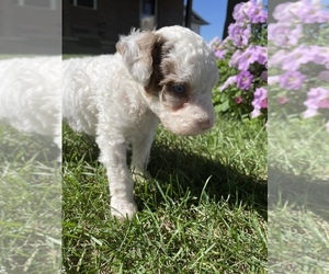 Poodle (Miniature) Puppy for sale in GRABILL, IN, USA