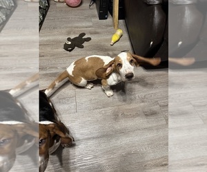Basset Hound Puppy for sale in KINGSPORT, TN, USA
