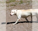 Small Photo #1 Labrador Retriever Puppy For Sale in MONTE VISTA, CO, USA