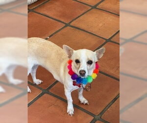Chihuahua-Unknown Mix Dogs for adoption in San Diego, CA, USA