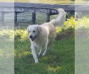 Father of the Golden Retriever puppies born on 06/07/2025