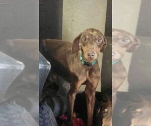 Mickey - Male Doberman Pinscher-Unknown Mix Dog for Adoption - Photo #3