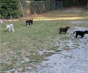 Australian Shepherd Litter for sale in GATESVILLE, NC, USA