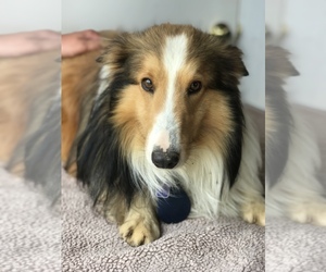 Father of the Shetland Sheepdog puppies born on 03/30/2022