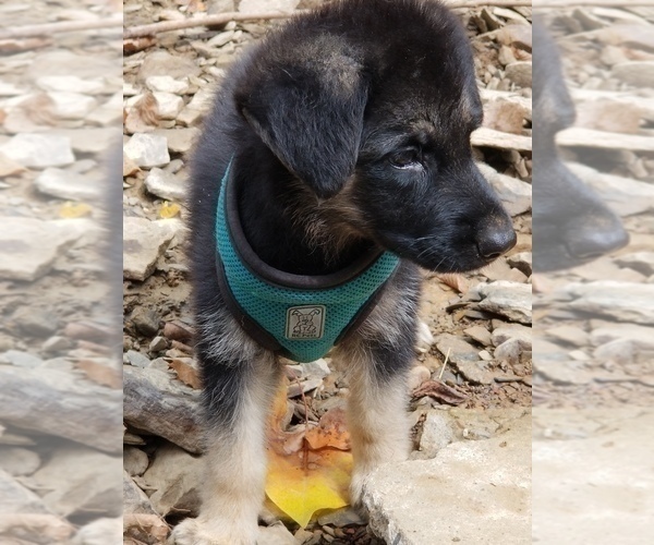 Medium Photo #4 German Shepherd Dog Puppy For Sale in WILLIAMSBURG, CO, USA