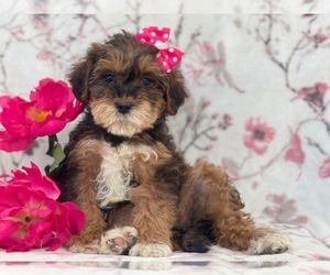 Poodle (Miniature)-Shorkie Tzu Mix Puppy for sale in LAKELAND, FL, USA