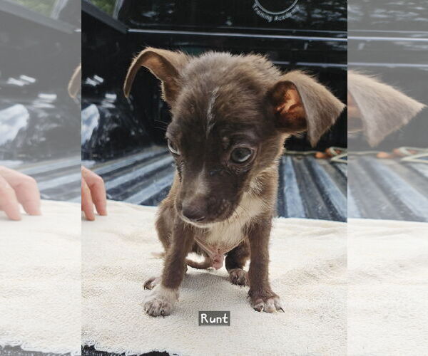 Medium Photo #1 Black Mouth Cur-Unknown Mix Puppy For Sale in Corinth, MS, USA