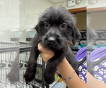 Small #4 Mutt