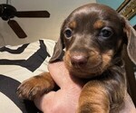 Puppy Puppy 1 Dachshund