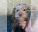 Image preview for Ad Listing. Nickname: Cute Yorkie