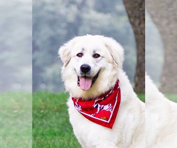 Medium Photo #1 Great Pyrenees-Unknown Mix Puppy For Sale in Unionville, PA, USA