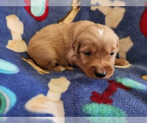 Golden Retriever Puppy for sale in BRANDON, WI, USA