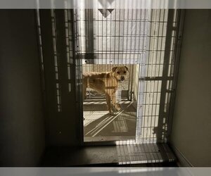 Labrador Retriever-Unknown Mix Dogs for adoption in Corona, CA, USA