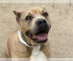 Small American Bulldog