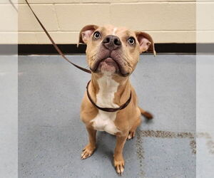 American Pit Bull Terrier-Unknown Mix Dogs for adoption in Denver, CO, USA