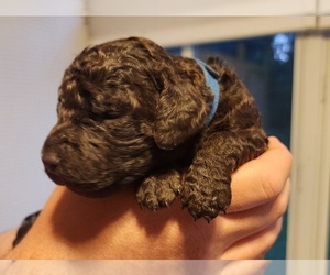 American Water Spaniel Puppy for sale in NEW BERN, NC, USA