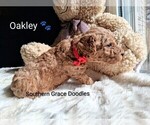 Small Photo #33 Goldendoodle (Miniature) Puppy For Sale in GASTONIA, NC, USA