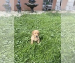 Small Photo #6 Golden Retriever Puppy For Sale in TAMPA, FL, USA