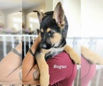 Small Photo #3 German Shepherd Dog Puppy For Sale in VINELAND, NJ, USA