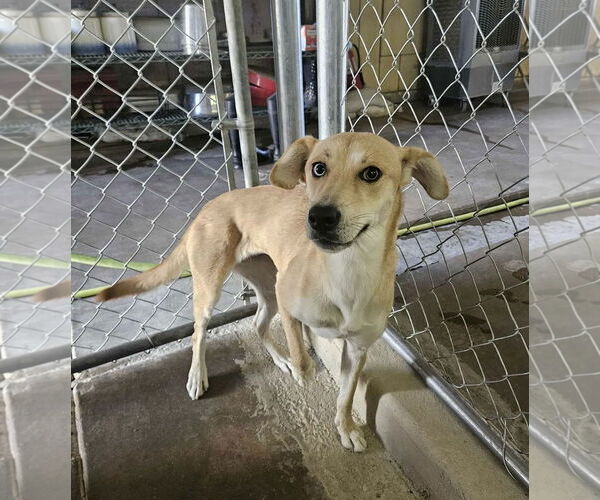 Medium Photo #1 Labrador Retriever-Unknown Mix Puppy For Sale in El Centro, CA, USA