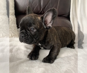 French Bulldog Puppy for sale in JOHNS ISLAND, SC, USA