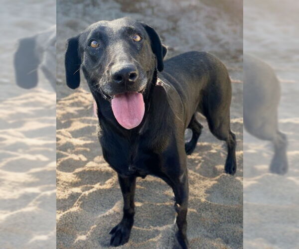 Medium Photo #2 Labrador Retriever-Unknown Mix Puppy For Sale in Newport Beach, CA, USA