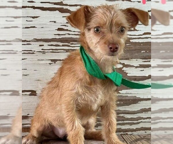 Medium Photo #1 Cairn Terrier-Unknown Mix Puppy For Sale in Carrollton, TX, USA