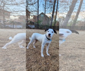 Labrador Retriever Dogs for adoption in Holly Springs, NC, USA