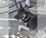 Small #3 German Shepherd Dog