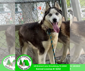 - Mix Dogs for adoption in Stroudsburg, PA, USA