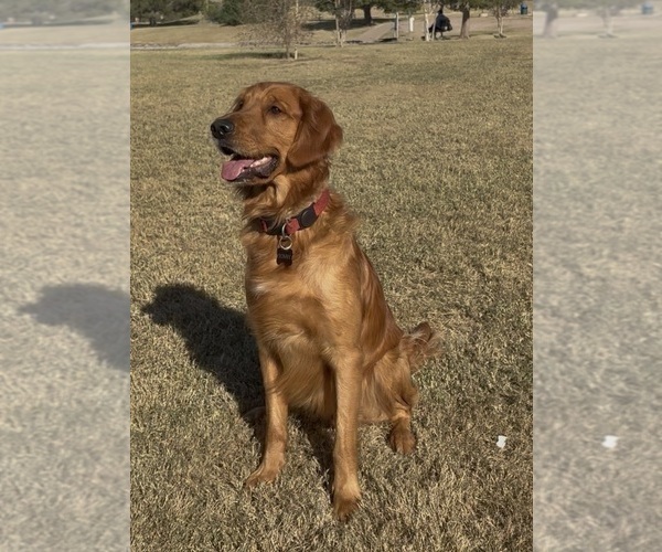 Medium Photo #1 Golden Retriever Puppy For Sale in PHOENIX, AZ, USA