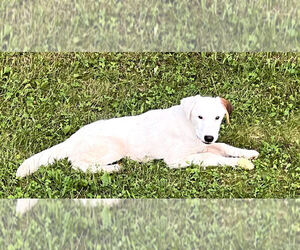 Wishbone - Female Mountain Cur-Unknown Mix Dog for Adoption - Photo #3
