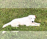 Small #2 Mountain Cur Mix