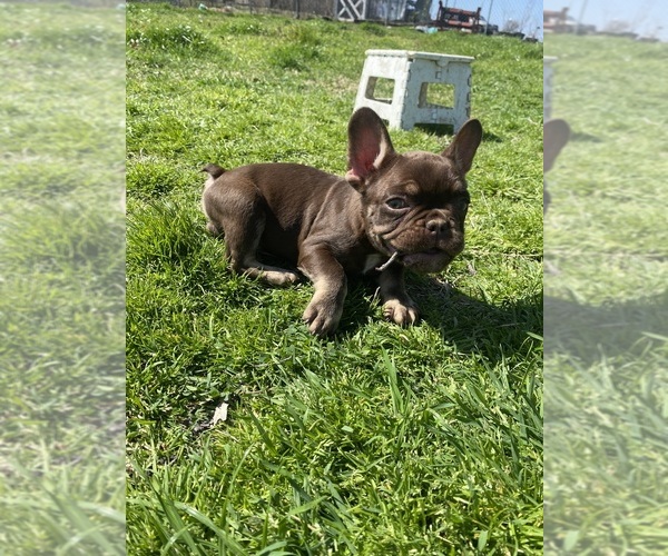Medium Photo #7 French Bulldog Puppy For Sale in GREENVILLE, TX, USA