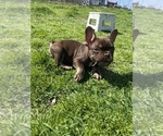 Small Photo #7 French Bulldog Puppy For Sale in GREENVILLE, TX, USA
