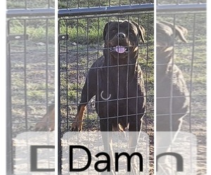 Mother of the Rottweiler puppies born on 10/17/2025