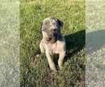 Small Photo #3 Great Dane Puppy For Sale in MOSES LAKE, WA, USA