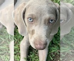 Small Photo #18 Weimaraner Puppy For Sale in WHITE HALL, AR, USA
