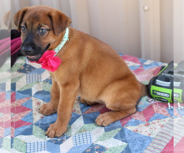 Medium Photo #1 Black Mouth Cur Puppy For Sale in Bandera, TX, USA
