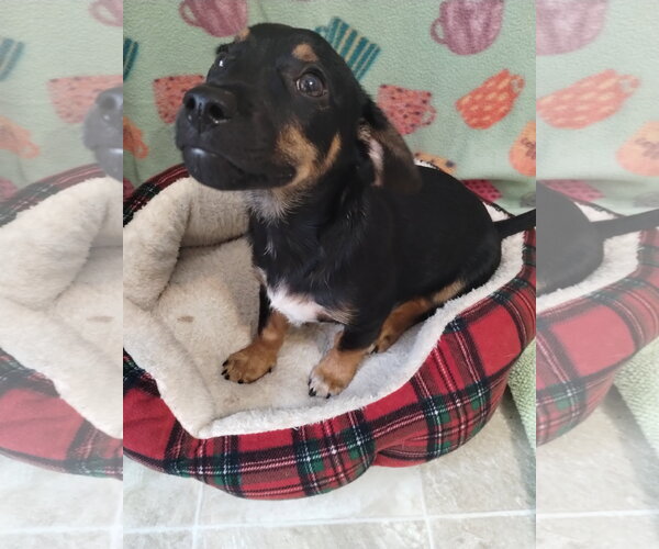 Medium Photo #2 Dachshund-Unknown Mix Puppy For Sale in York, SC, USA
