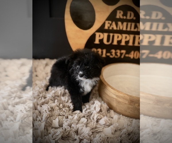 Medium Photo #4 Pomapoo (Toy) Puppy For Sale in CROSSVILLE, TN, USA