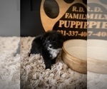 Small #3 Pomapoo (Toy)
