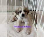 Small #1 Great Pyrenees