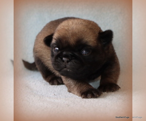 Pug Puppy for Sale in WINNSBORO, Texas USA