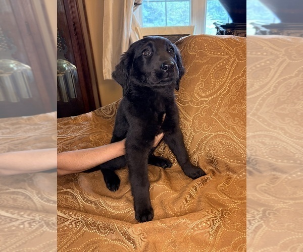 Medium Photo #18 Flat Coated Retriever Puppy For Sale in ROSE HILL, KS, USA