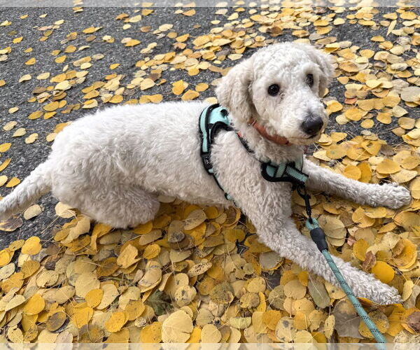 Medium Photo #3 Mutt Puppy For Sale in Corona, CA, USA