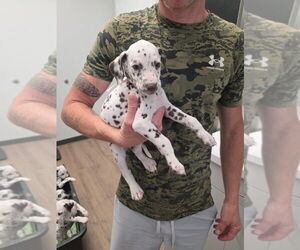 Medium Dalmatian