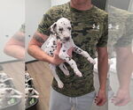 Puppy Puppy 6 Dalmatian