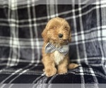 Small #1 Cavapoo